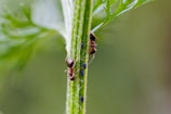 a close up of a bug