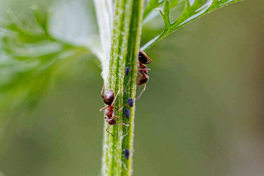 a close up of a bug