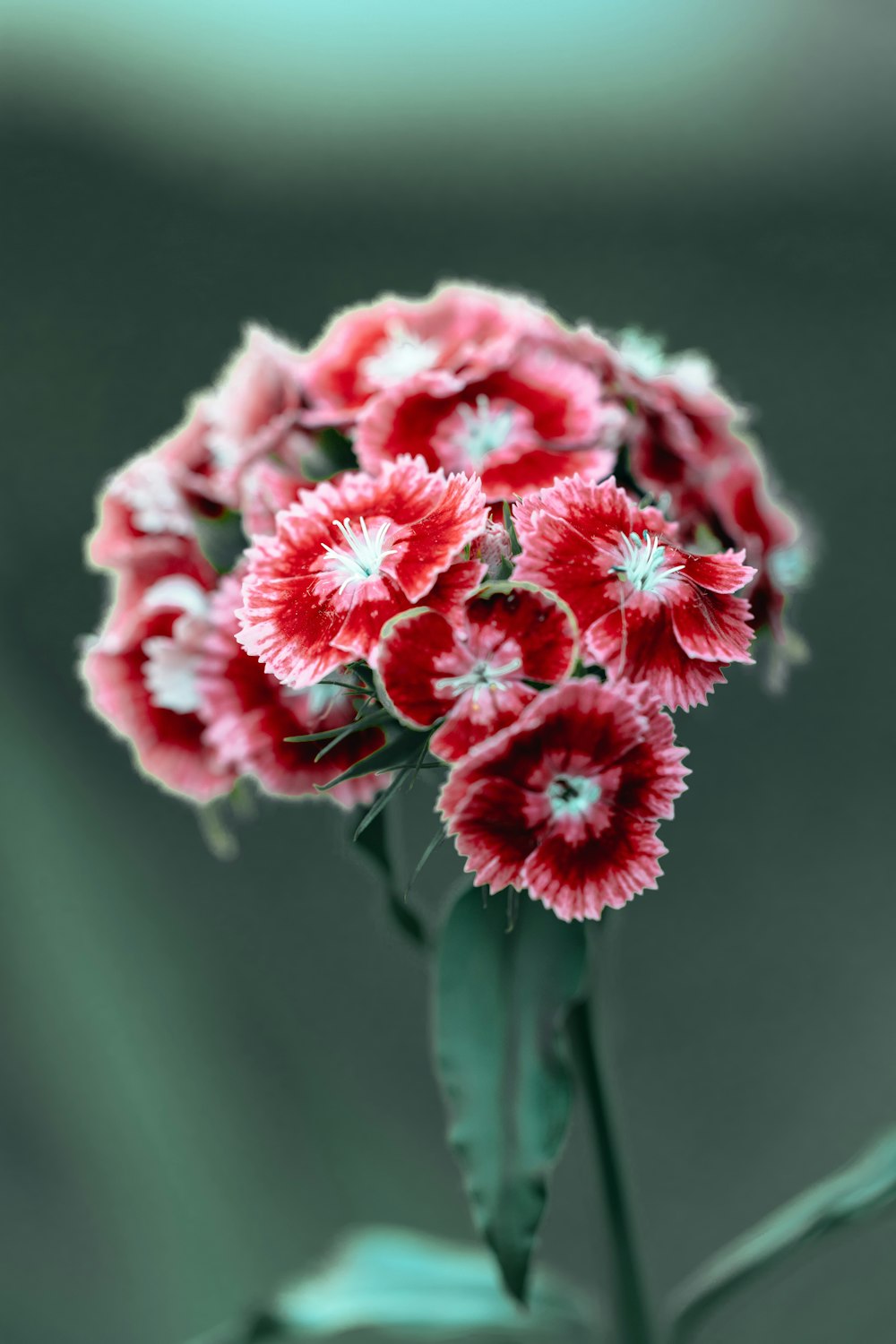 a close up of some flowers