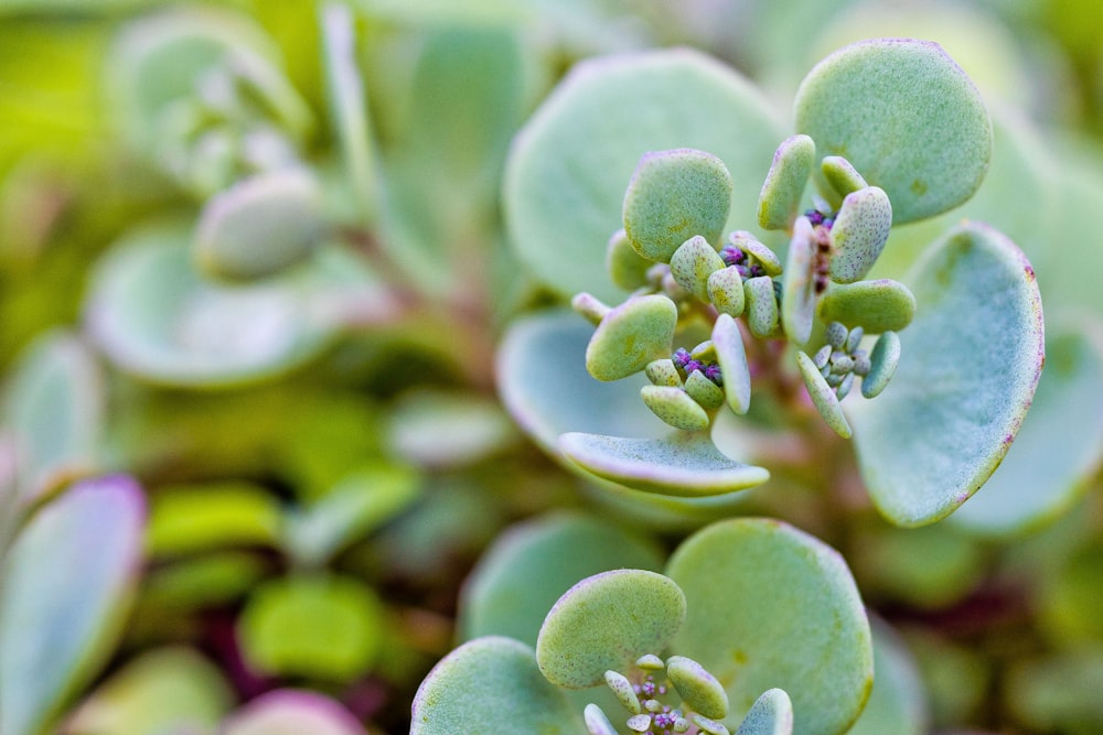 a close up of a plant