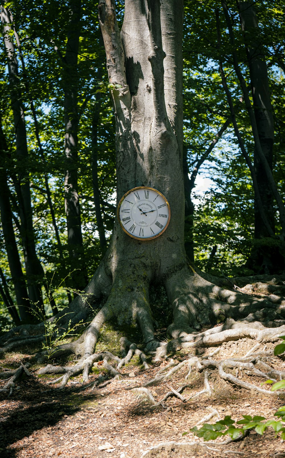 a clock on a tree