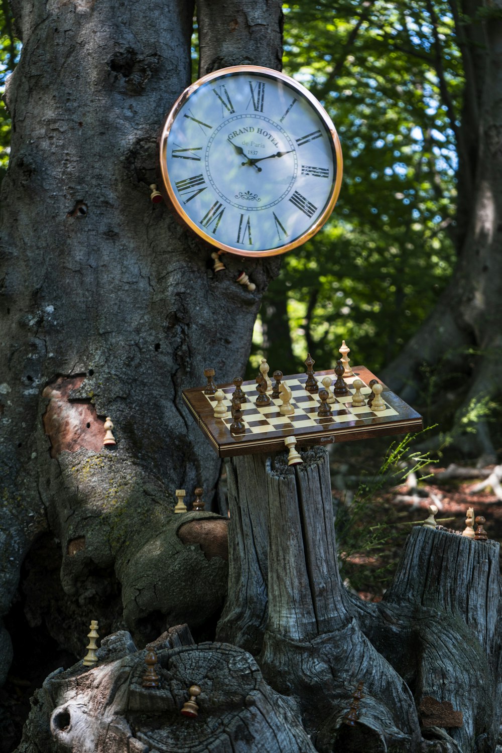 a clock on a tree