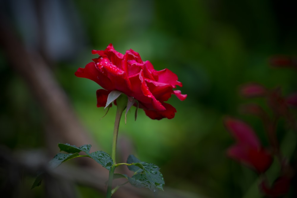 a red rose with green leaves