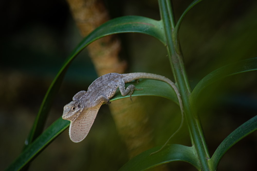 a lizard on a plant