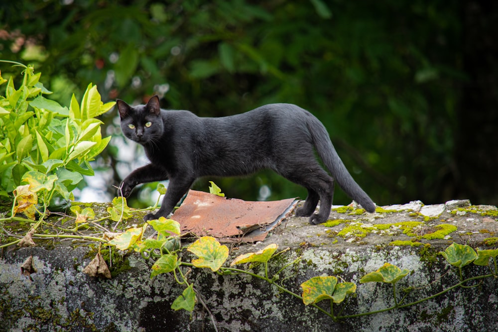 a cat walking on a rock