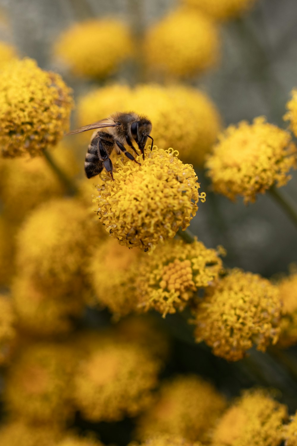 a bee on a flower