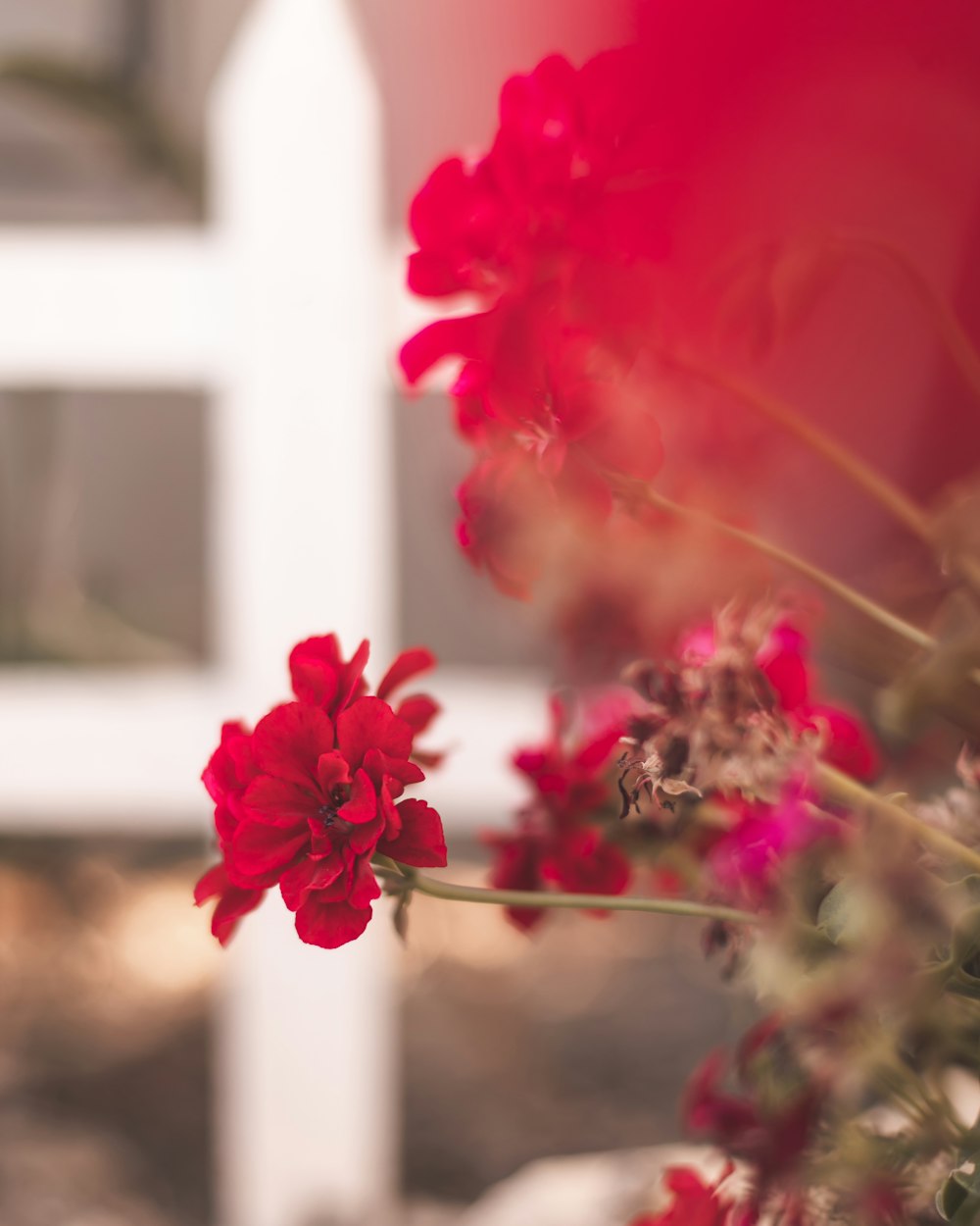 a red flower in a vase