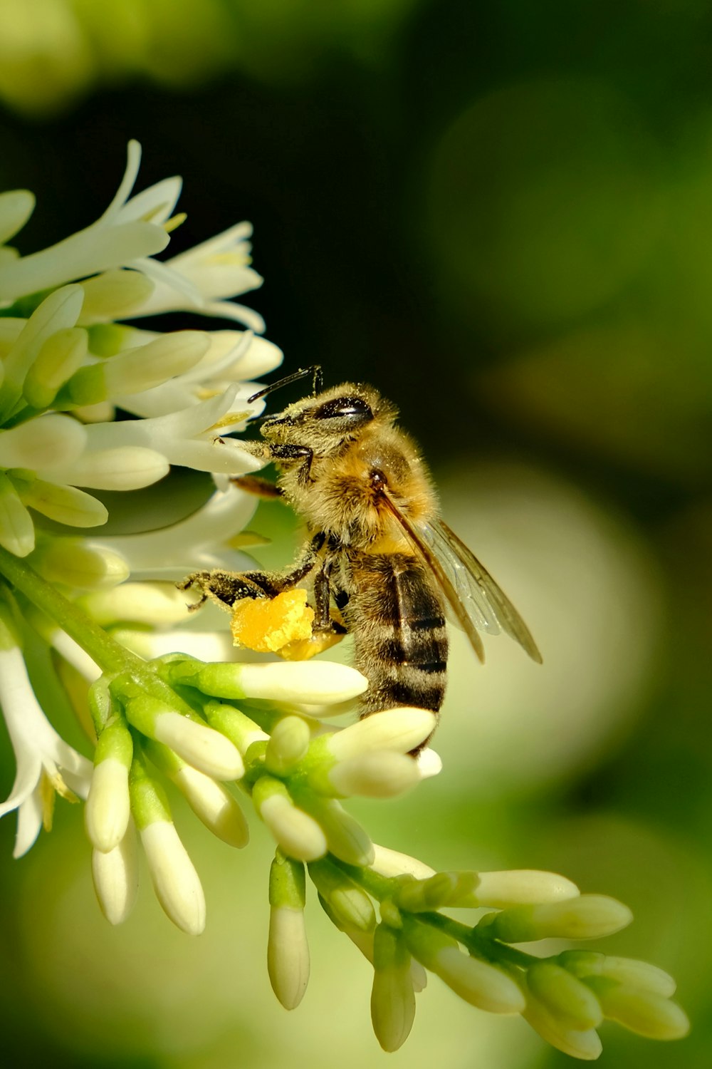 a bee on a flower