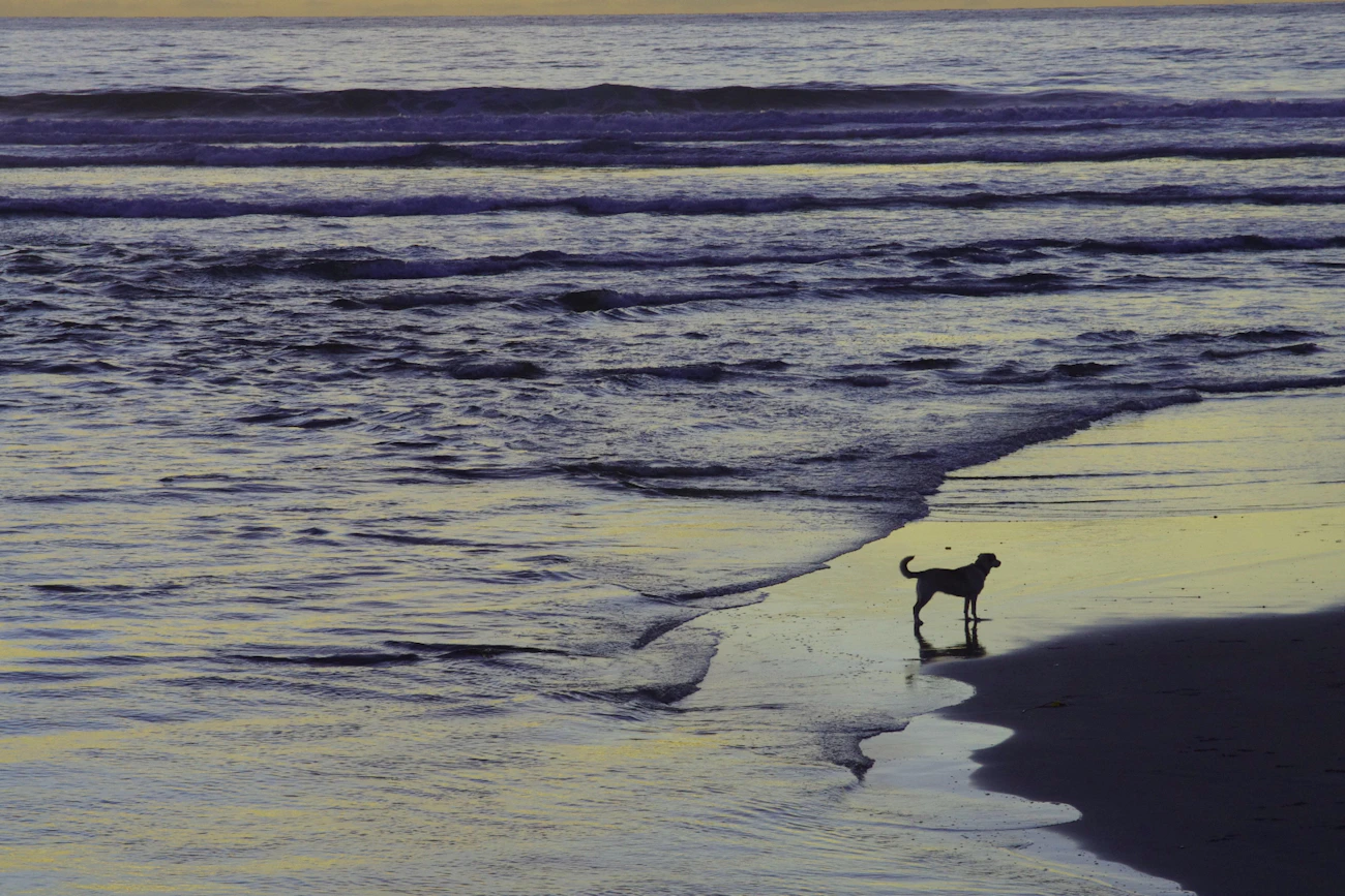 Dog walking along a beach