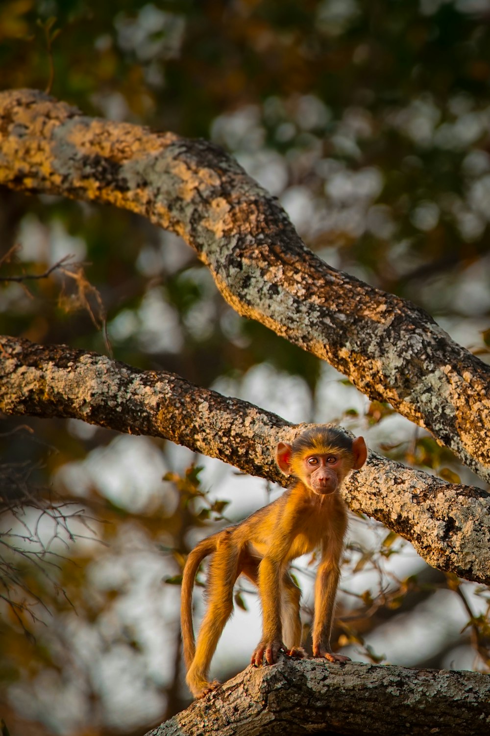 a monkey sitting on a tree branch