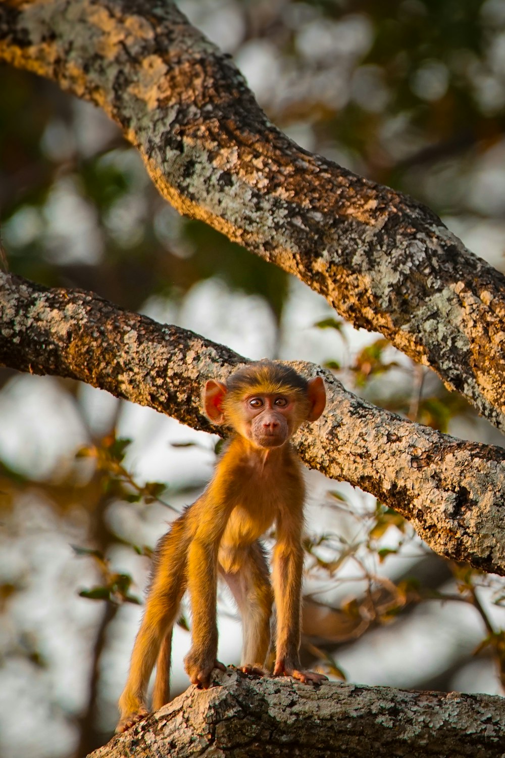 a monkey sitting on a tree branch