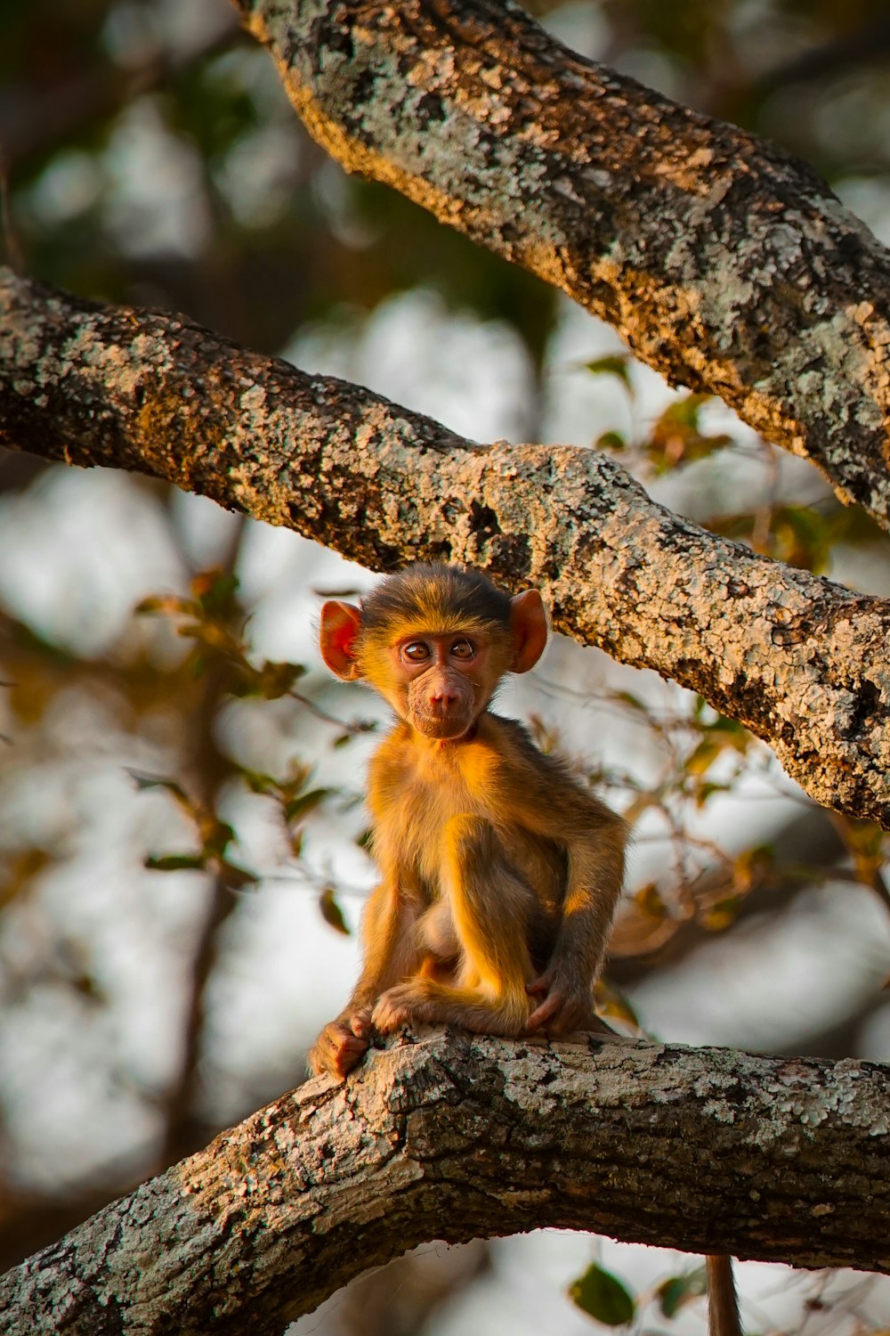 a monkey sitting on a tree branch