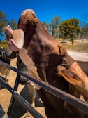 Close-up of a dairy cow in a sunny field.