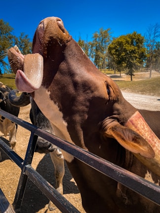 Close-up of a dairy cow in a sunny field.