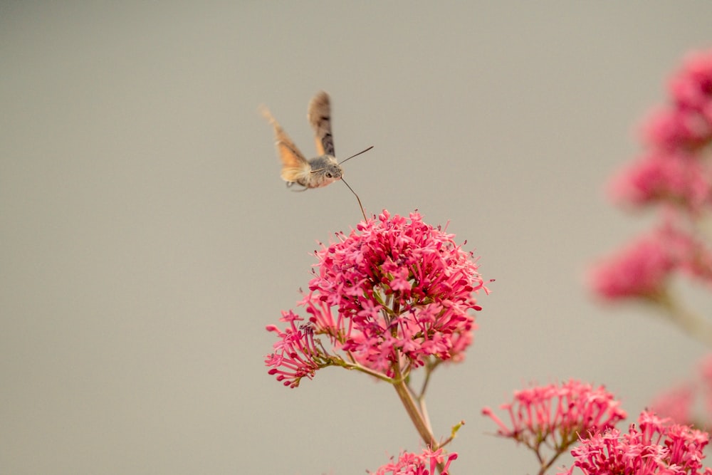 a butterfly on a flower