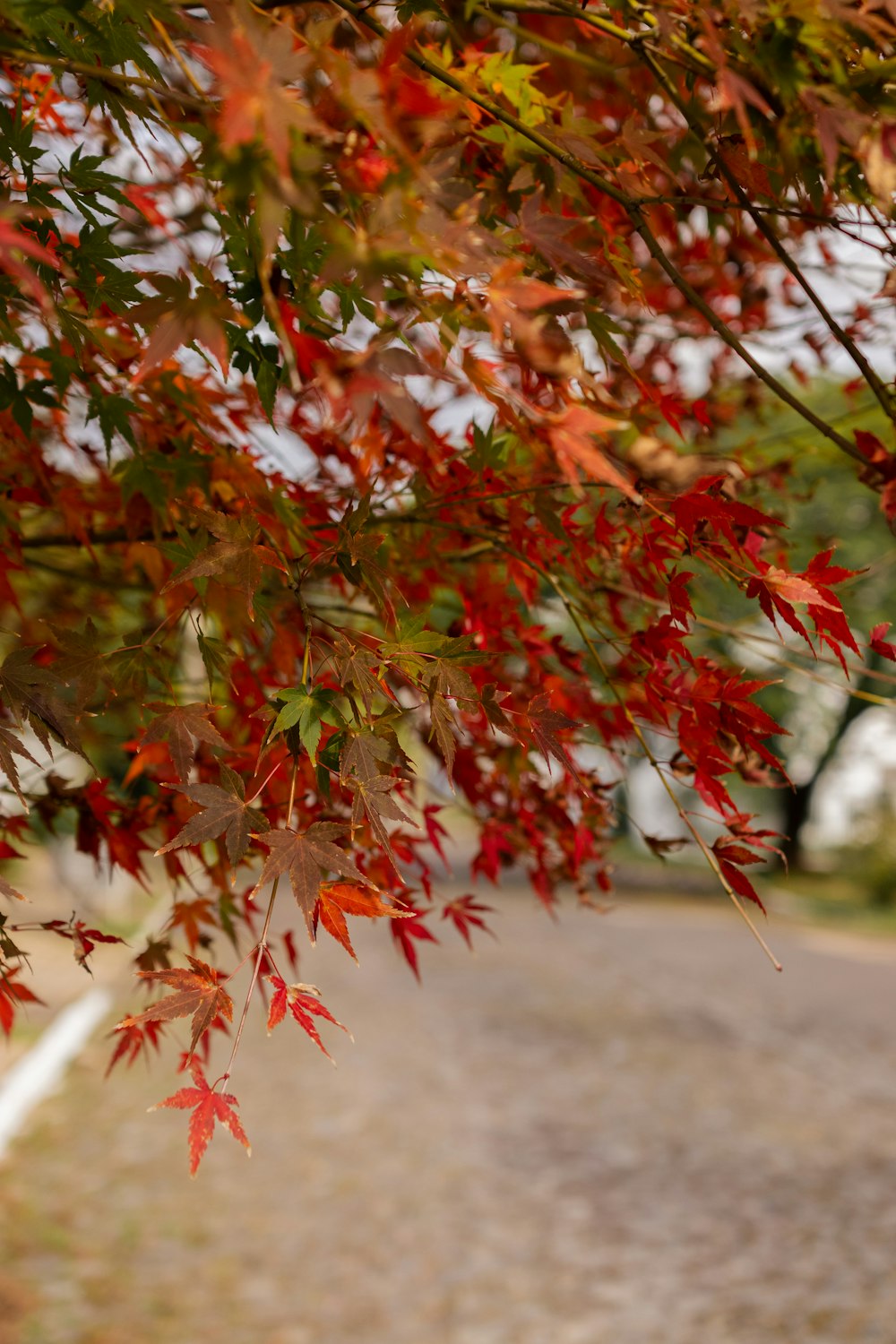 a tree with red leaves