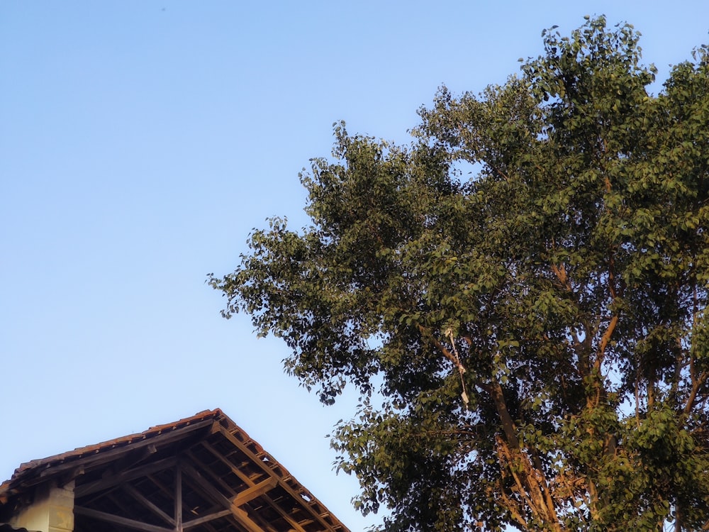 a tree next to a building