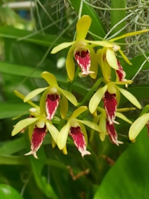 Vibrant yellow and red orchids with elongated petals and distinct patterns hang delicately amidst lush green foliage.
