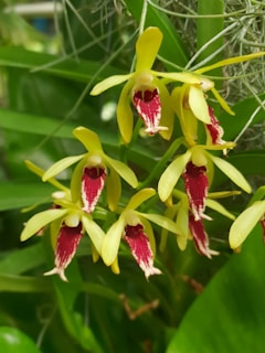 Vibrant yellow and red orchids with elongated petals and distinct patterns hang delicately amidst lush green foliage.