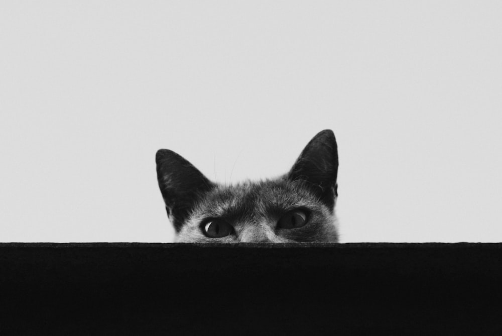 Eine Katze mit dem Kopf durch ein Loch in einer Wand