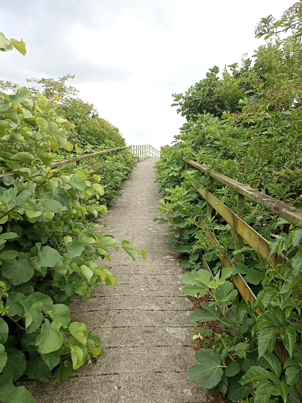 a path through a garden