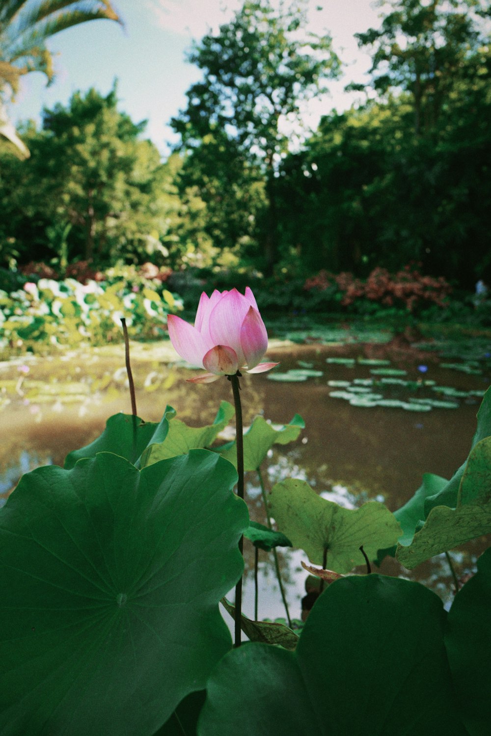 a pink flower in a pond