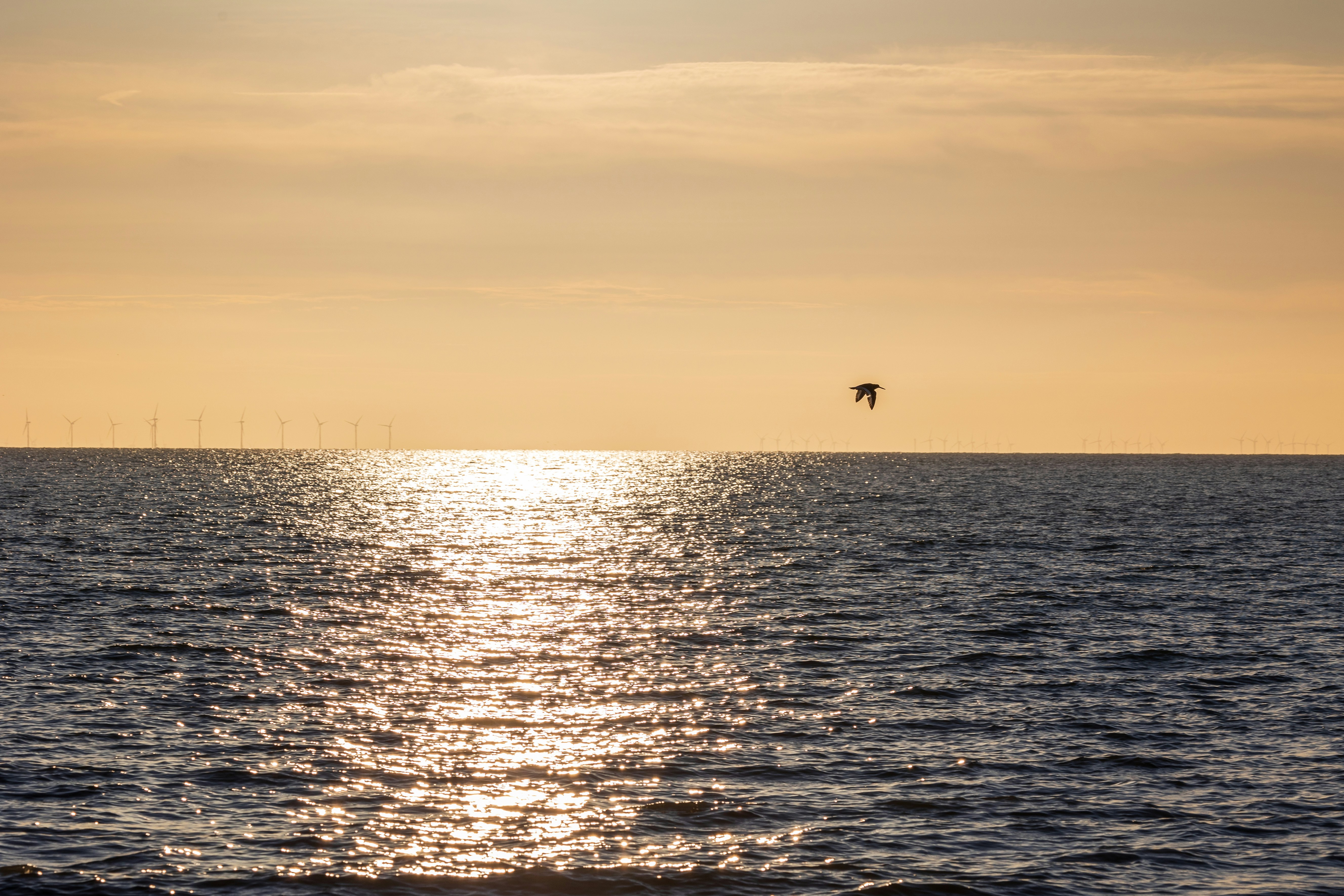 Photo by octopus_photo