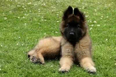 a dog holding a stuffed animal