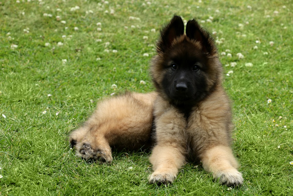 a dog holding a stuffed animal