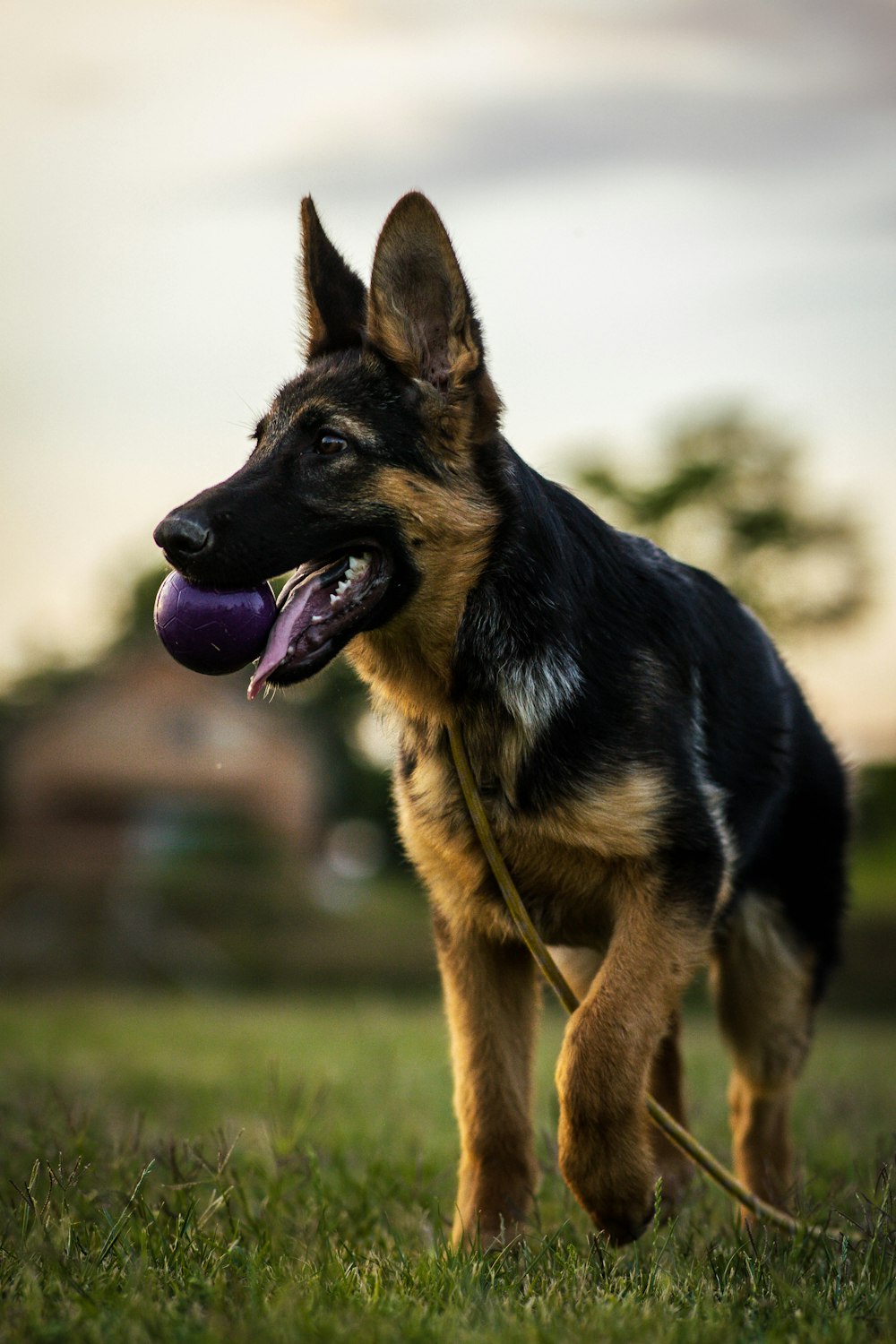 a dog standing in a grassy area