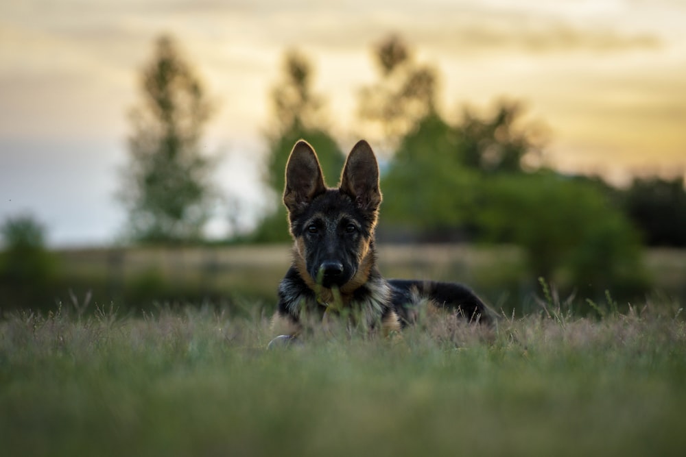 a dog running in a field