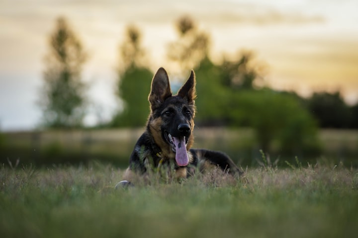 Keeping Your German Shepherd Cool and Happy