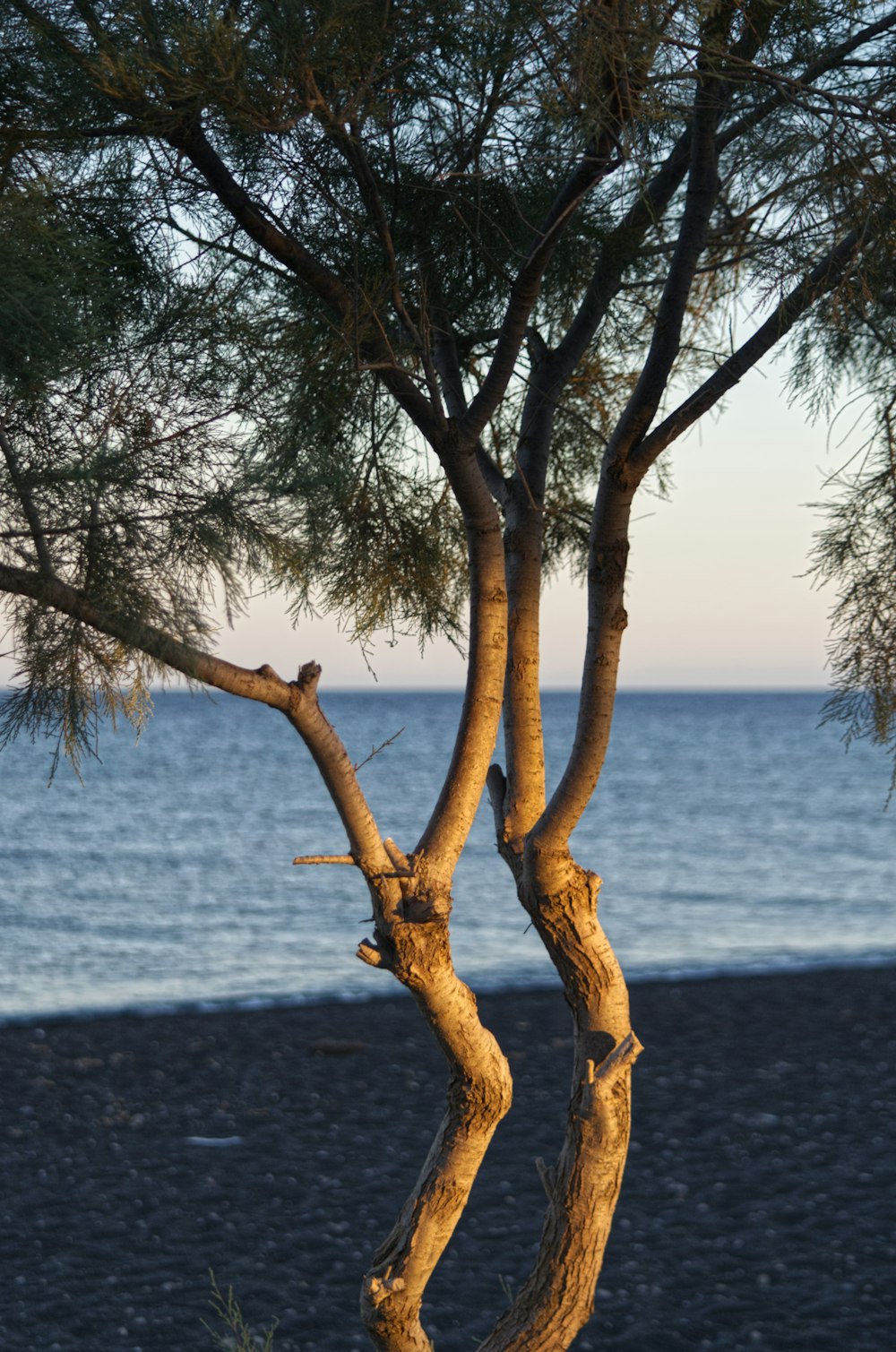 a tree with branches and leaves by the water