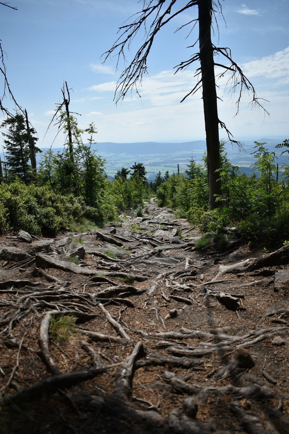 a forest with trees