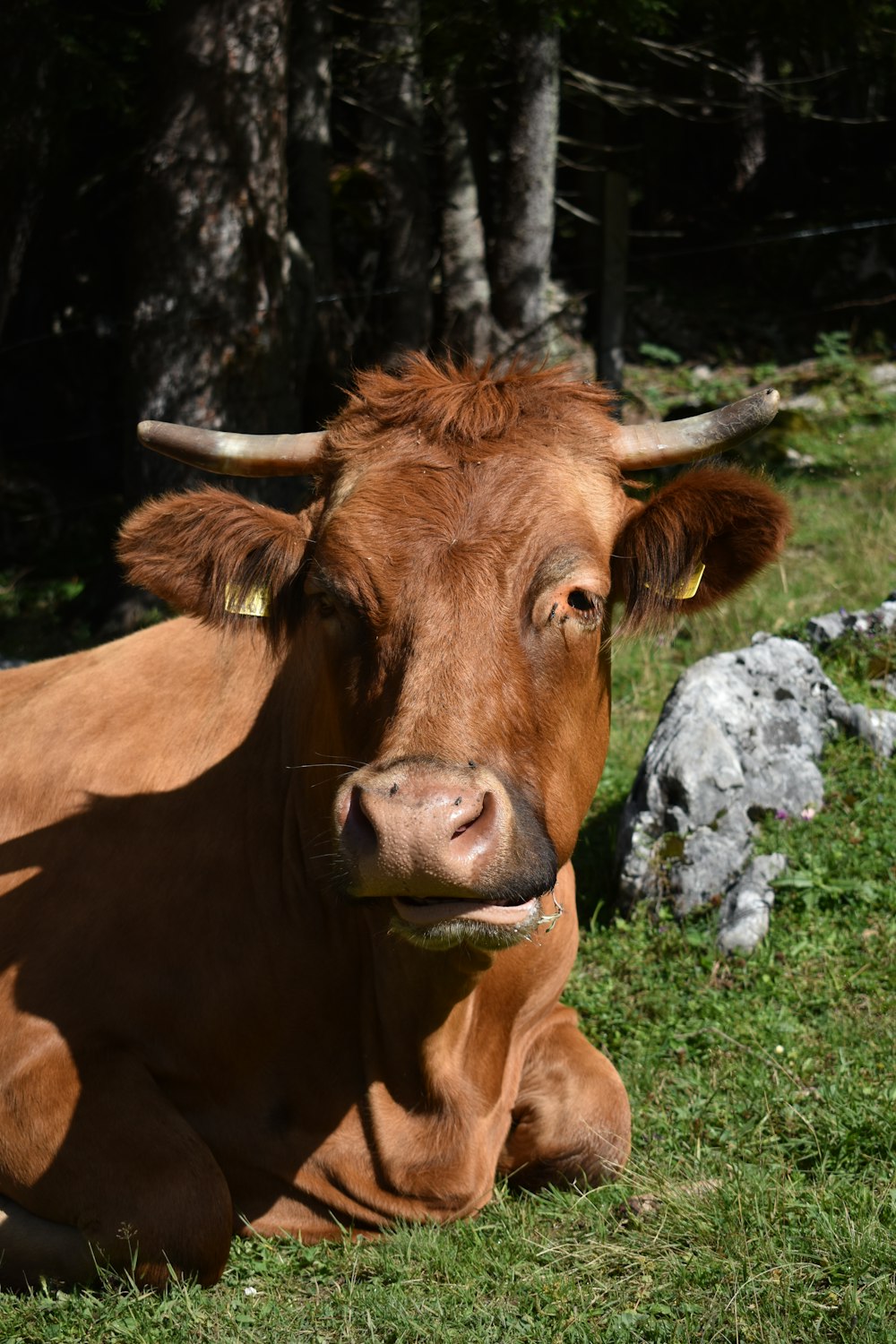 a cow lays in the grass