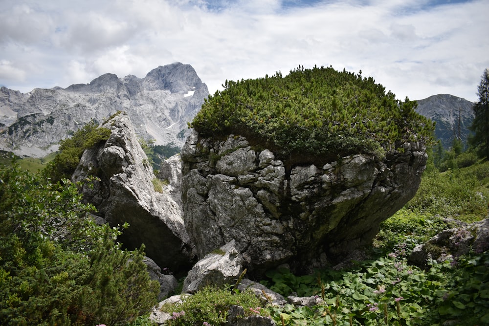 a large rock formation with a tree growing out of it