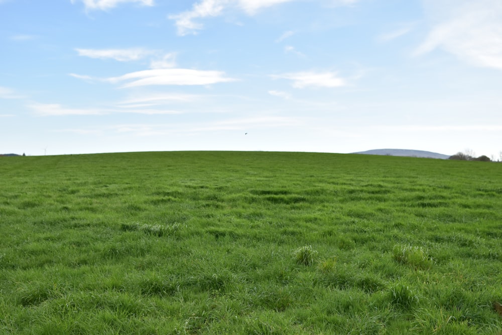 a large green field