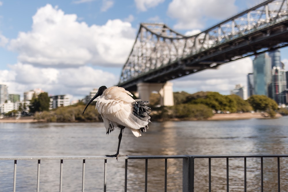 a bird on a railing