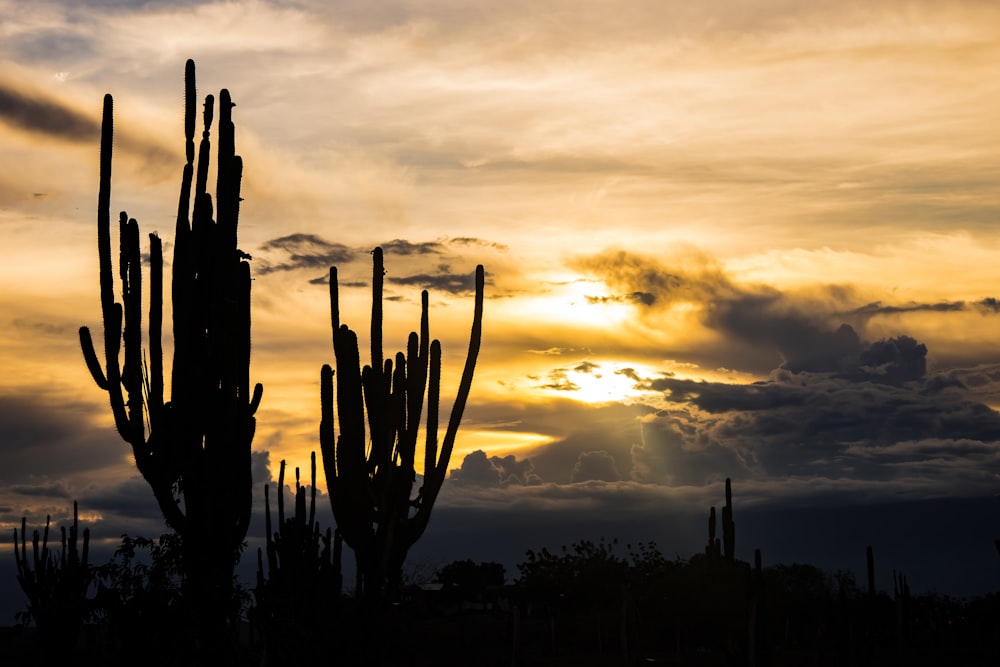 a group of cactus in front of a sunset