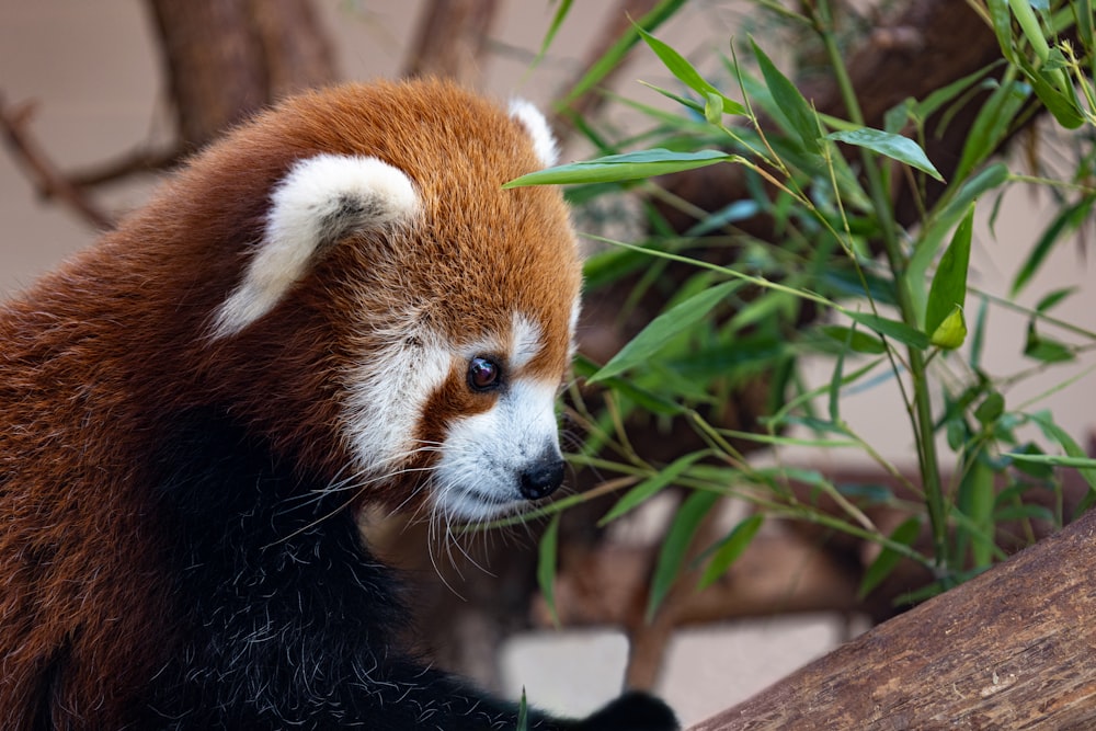 a red panda in a zoo exhibit