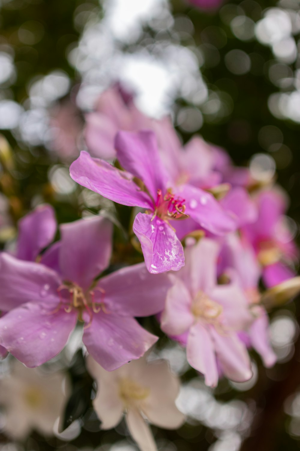 a close up of flowers