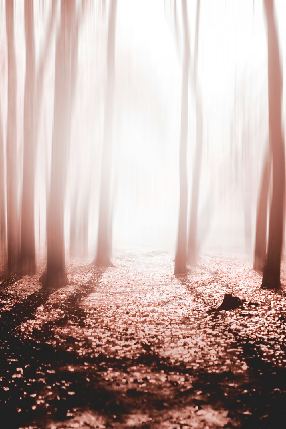 a leaf covered ground with sunlight shining through the curtains