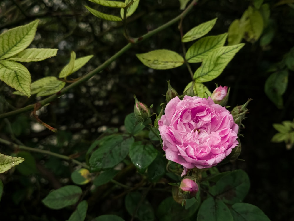 a pink flower on a bush