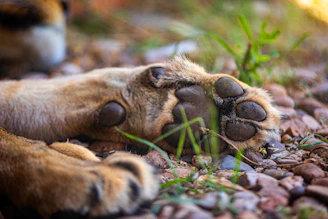 a couple of animals lying down