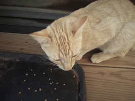 A light brown cat is standing on a wooden surface next to a black food tray with a few pieces of dry cat food scattered on it.
