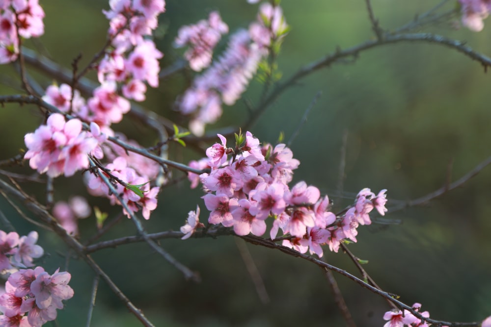 close up of a flower