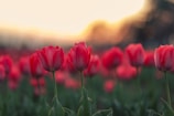a group of red flowers