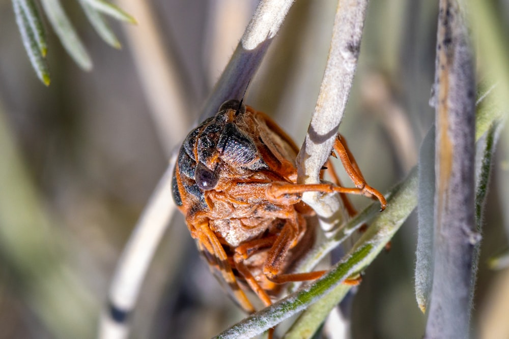 a close up of a bug