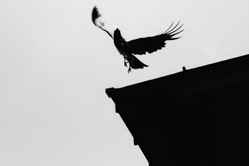 Ein Vogel fliegt über ein Gebäude