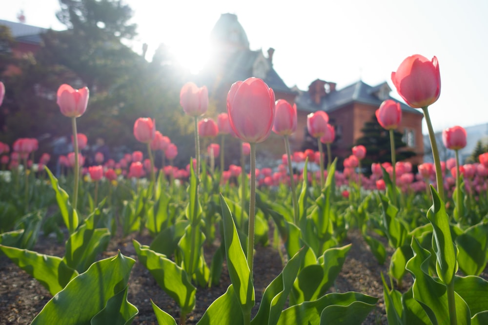 a field of tulips